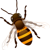 about-3-5-bee